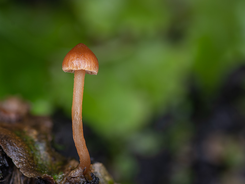 Galerina carbonicola